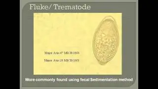 Amphibian Medicine Tutorials: Diagnosis and Treatment of Parasites