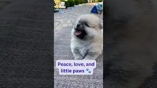 This Tiny Happy Puppy Will Melt Your Heart 🐾💖 | Cutest Smile Ever!