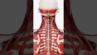 Muscle|#muscularbody #muscle #muscles #humanbodyanatomy #humanmuscle #humanbody