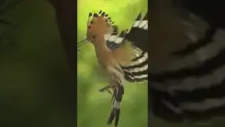 Madagascar hoopoe