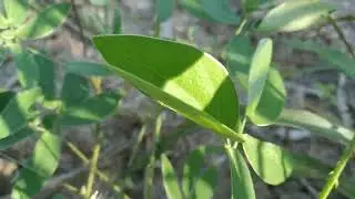Deiche seu coment&aacute;rio.  Qual melhor herbicida  para tratar o brs capia&ccedil;u e capim rocho?