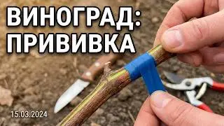 Как привить виноград весной? | Пошаговая техника для новичков
