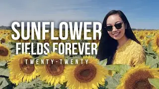 Sunflower Fields Forever 2020 || Adventure to North Fork Sunflower Maze & Briermere Farms, New York