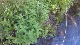 Pesca sin muerte en Trevelez (Granada)