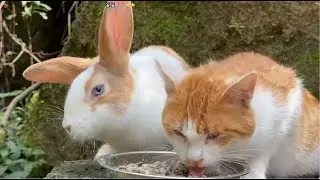 Cat and rabbit race to find food | Unbelievable!