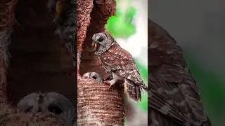 Mother owl feeding her baby. #owl #shorts