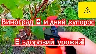 Spraying grapes with copper sulfate | Protection against diseases and pests
