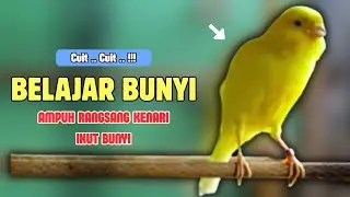 Belajar BUNYI❗Pancingan KENARI PAUD Belajar Bunyi Cocok Untuk Kenari Belajar Bunyi Ngeriwik |596