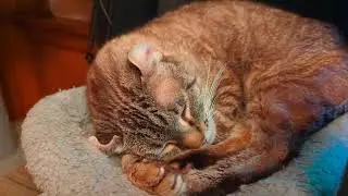 Gadget is dreaming - Highlander cat