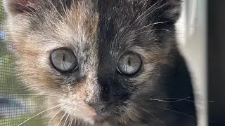 Top 5 things cats hate