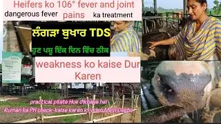 Pashu ke viral fever TDS and lungs problem ka treatment and weakness ko kaise handle Karen