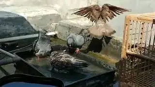 Hobby merpati Tomprang