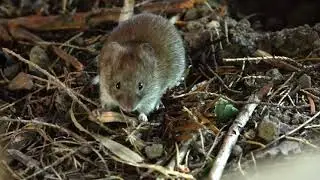 Mezei pocok (Microtus arvalis)
