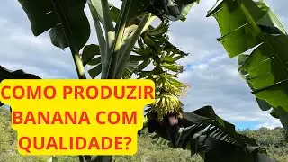 COMO PRODUZIR BANANA COM QUALIDADE | DICA SOBRE PLANTIO DE BANANA | PLANTIO DE BANANA FAÇA ASSIM
