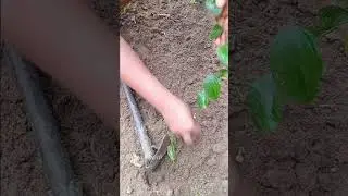 How To Plant Hot Leaf | Adusa Leaves | Uziza leaf | Piper guineense