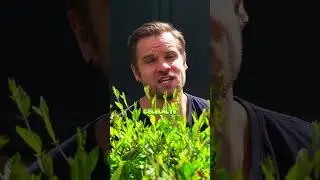 Vrei și tu un gard viu cu creștere rapidă? Alege Gardul Viu Minune! #gardviu #gradina #plante