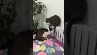 Cat error #windows #cute #simple