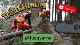 Motorsågskörning Praktik #husqvarna #motorsåg #trädfällning