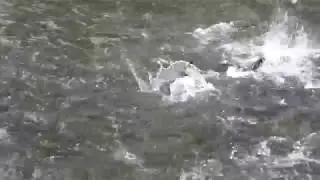 Thousands of Salmon! (Saltery Lake Lodge)