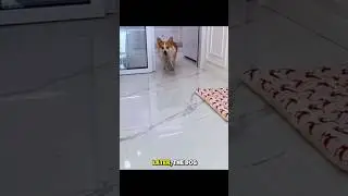 Unexpected Dog Moment🙁