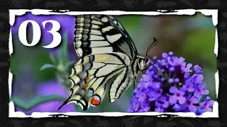 03. Hablemos del fascinante orden de los lepid&oacute;pteros (Mariposas y polillas)