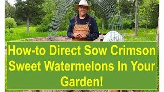 Tips and Ideas on How-to Direct Sow Crimson Sweet Watermelons in Your Garden!