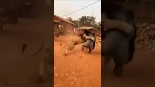 A Lion Faced a Giant Gorilla in a Village &mdash; What Happened Next Is Unbelievable 😨