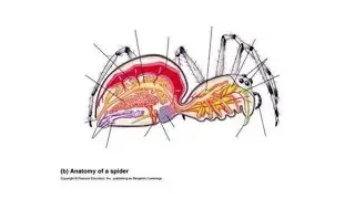 Anatomy of a spider