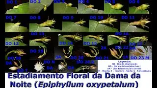Fases do Desenvolvimento Floral ( Estadiamento Floral) da Dama da Noite (Epiphyllum oxypetalum)