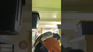 Asian water monitor getting socialized!!