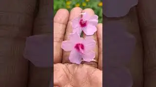 Rare Wild flowers | Light Pink flowers | pink flowers | flower #nature #naturelovers #goa #shorts