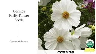 Cosmos bipinnatus Purity Seeds White Flower Non GMO Organic Garden Summer Planting USA Shipping