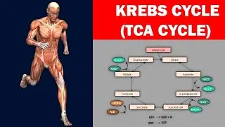 Energy Metabolism Explained &ndash; Citric Acid Cycle Function and Reactions For ATP Synthesis