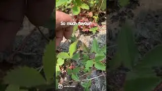 Wild strawberries are amazing!   #forage #wild #tasty