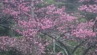 Okinawa Sakura Festival