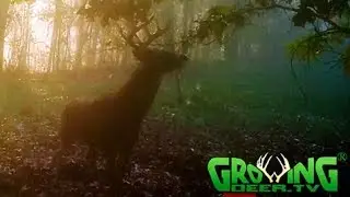 Deer Hunter's Guide To Aging Bucks Before The Shot (#402) @GrowingDeer.tv