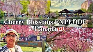 Cherry Blossoms in Kariya Park | Full Bloom Beauty in Mississauga 🇨🇦