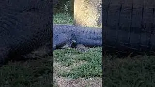 ALLIGATOR VS SQUIRREL BEST FRIENDS or MEAL!?