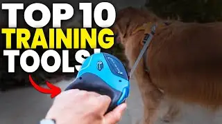 Top 10 Dog Training Tools for a Well-Behaved Pup!