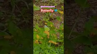 Butterfly Nectar collecting activity #butterfly #nature #shorts #meetelanganapori