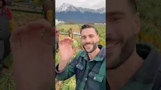 Как массово выращивают брюссельскую капусту