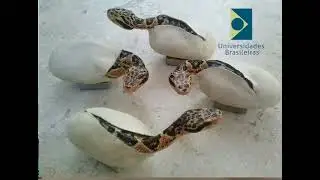 Dois problemas com serpentário dúvidas whats  15-996361130