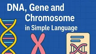 🧬 Understand DNA, Gene, Chromosome in Simple Language | Basic Genetics Explained(Dubbed in English)