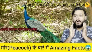 मोर के बारे में 10 रोचक तथ्य😱❗️Peacock in Hindi 10 Intresting Facts and information (@gajab915)