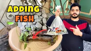 Adding Fish in My Waterfall Pond 😍 | Most Relaxing View Ever 🐟🐠🐬