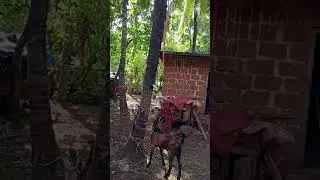 goats eating leaves funny |please subscribe now #shorts 👍👍👍👍👍👍👍