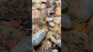 Feeding magic potion isopods fish flakes