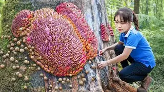 Colhi Muitos Ovos Vermelhos de Caracóis da Floresta e Levei ao Mercado – Vida do Povo das Montanhas