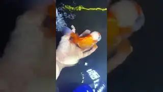 Oranda goldfish. #cute #fancygoldfish #goldfish #oranda_gold_fish #orange #oranda #orandafish #cute