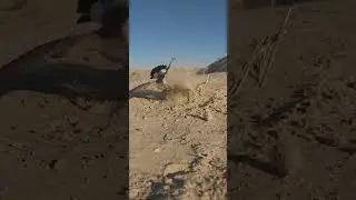صيد الطيور بالفخ